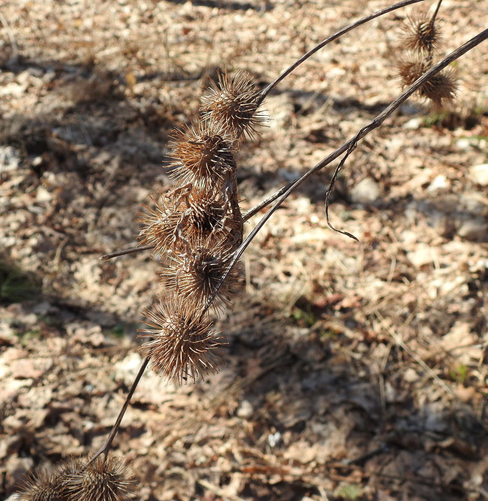 Image of Arctium nemorosum Lej.