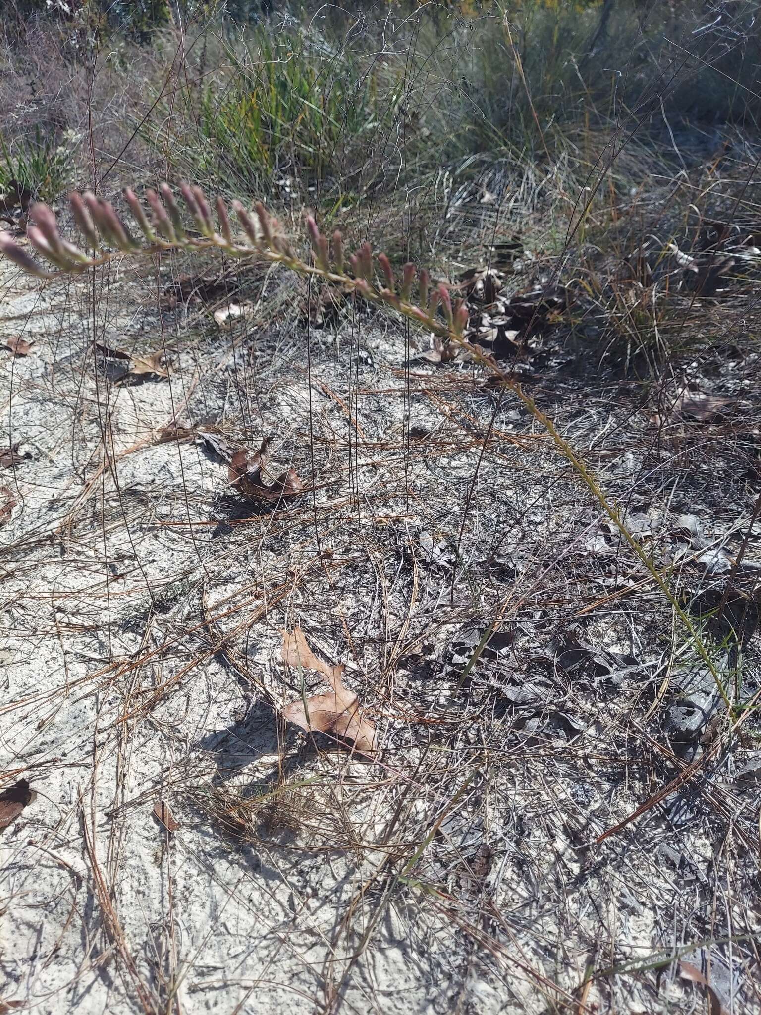 صورة <i>Liatris <i>pauciflora</i></i> var. pauciflora