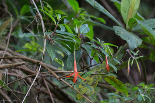 Image of Fuchsia venusta Kunth