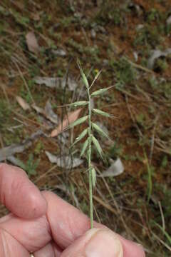 Image de Australopyrum pectinatum (Labill.) Á. Löve