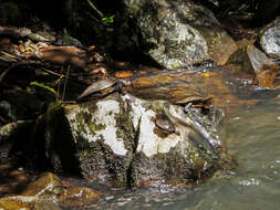 Image of Australian Saw Shelled Turtles