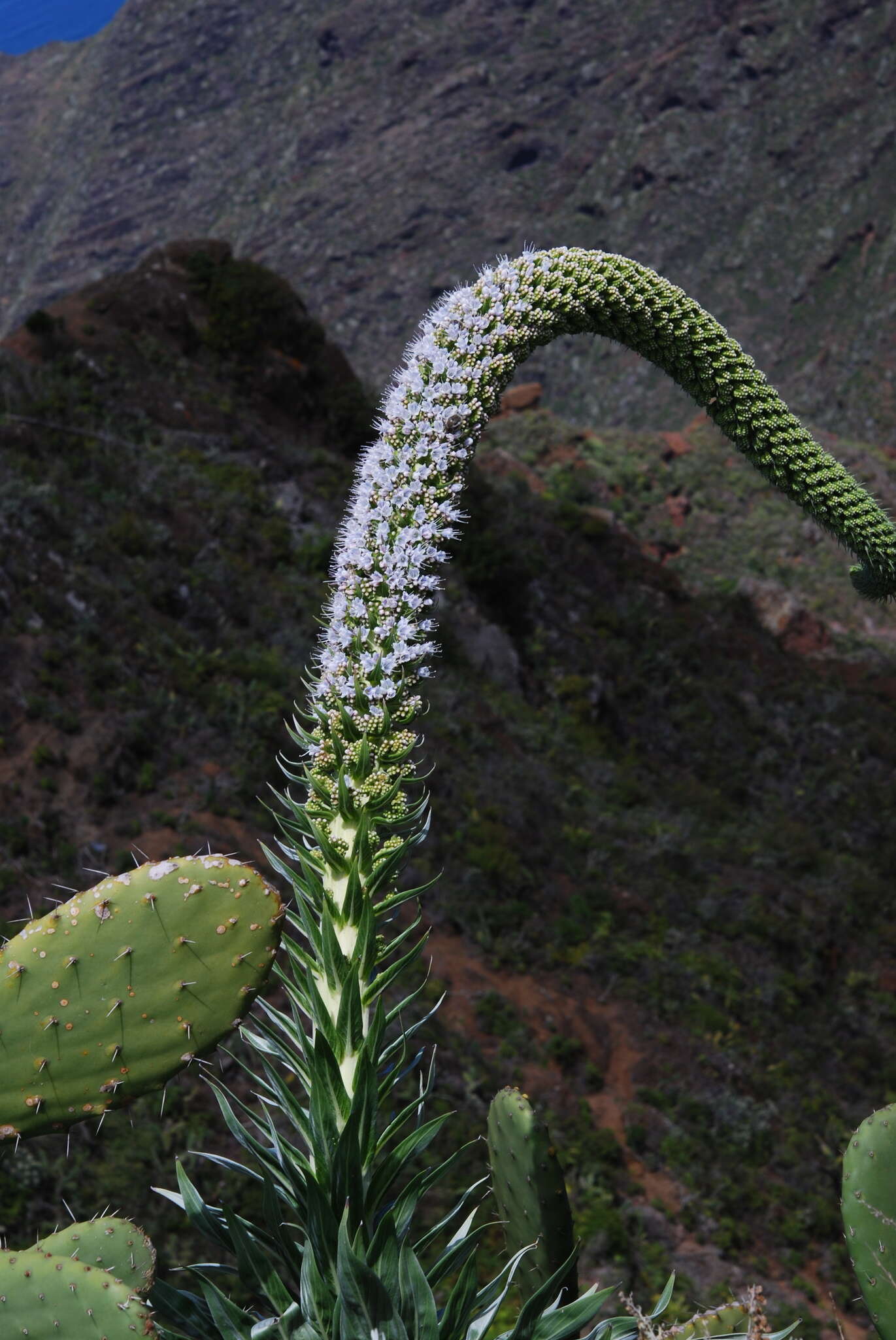 Слика од Echium simplex DC.