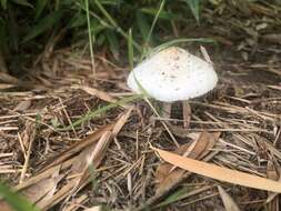 Image of Chlorophyllum hortense (Murrill) Vellinga 2002