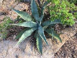 Слика од Agave sobria Brandegee