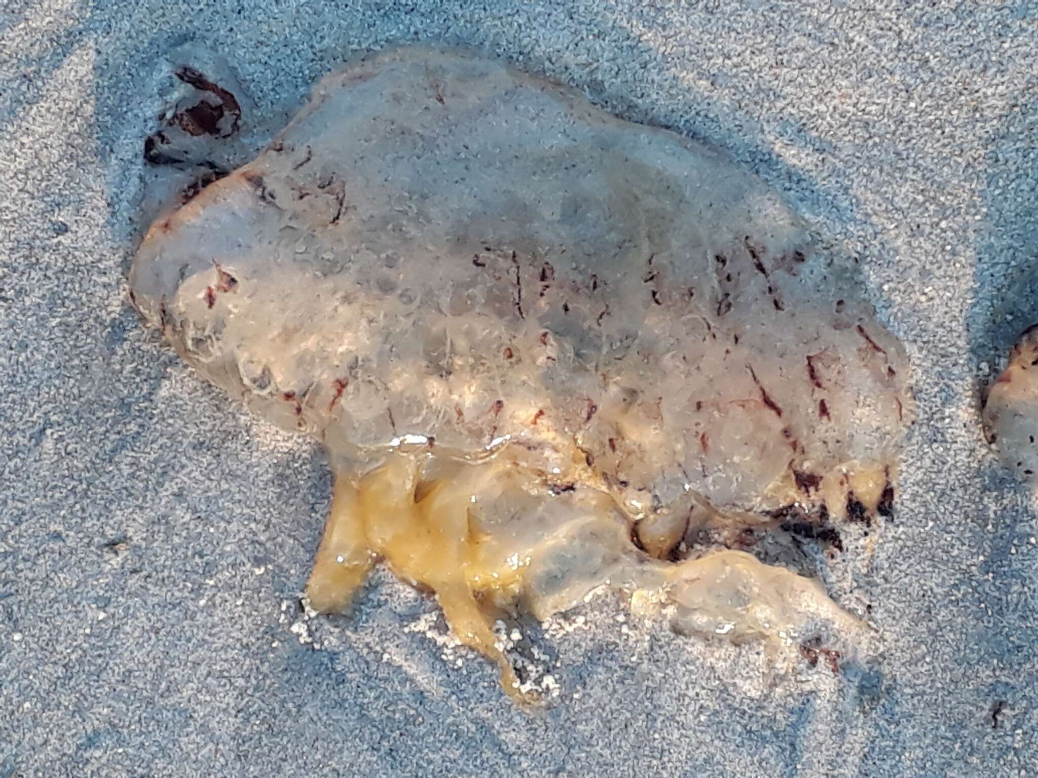 Image of sea nettle