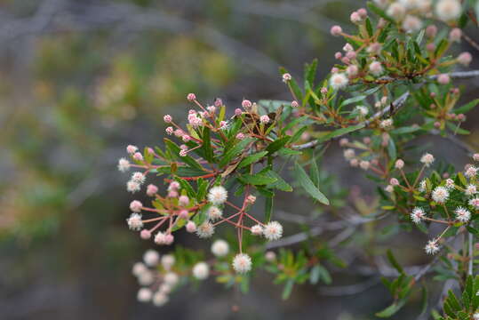 Image of Pancheria elegans Brongn. & Gris.