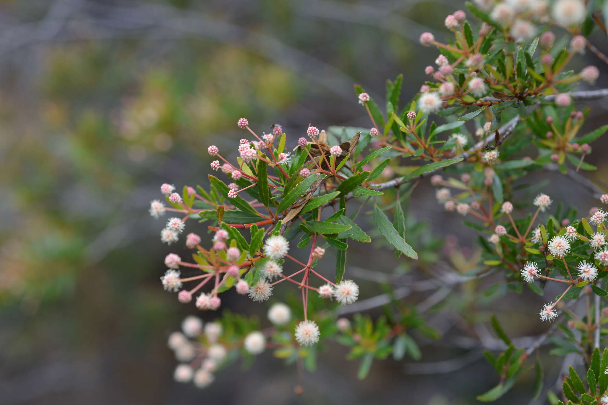 Image of Pancheria elegans Brongn. & Gris.