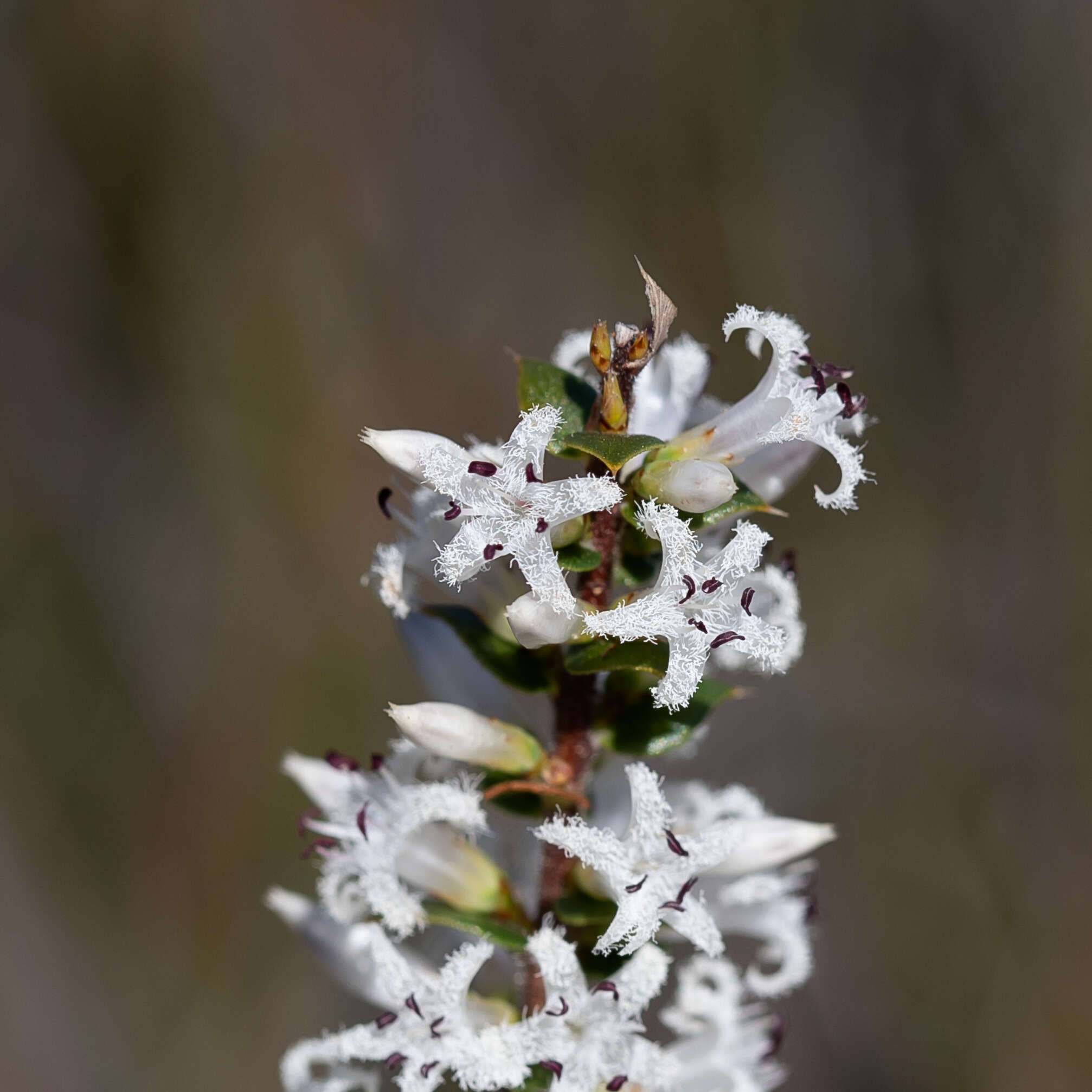 Sivun Styphelia exarrhena (F. Muell.) F. Muell. kuva