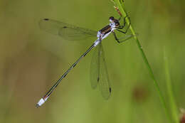 Image of Northern Spreadwing