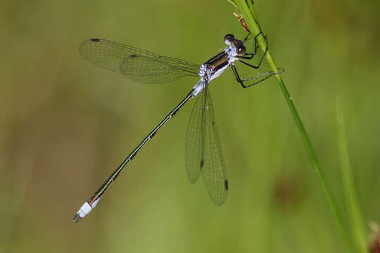 Image of Northern Spreadwing