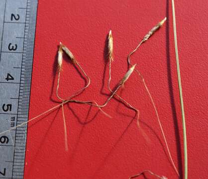 Image of Austrostipa blackii (C. E. Hubb.) S. W. L. Jacobs & J. Everett