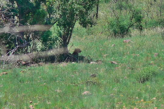 Image of Namibian cheetah