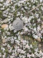 Image of mat prickly phlox