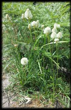 صورة <i>Ptilotus macrocephalus</i>