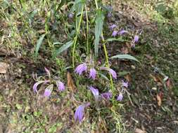 Image of Lobelia seguinii H. Lév. & Vaniot