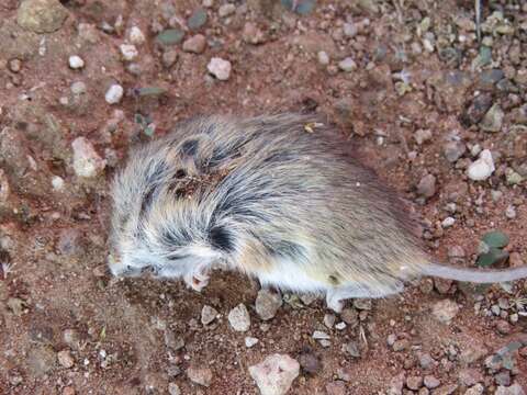 Imagem de Perognathus flavus Baird 1855