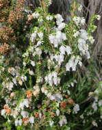 Image of Erica glomiflora var. glomiflora