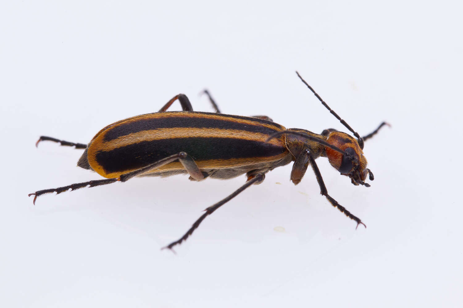 Image of Striped Blister Beetle