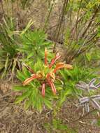 Слика од Lobelia excelsa Bonpl.