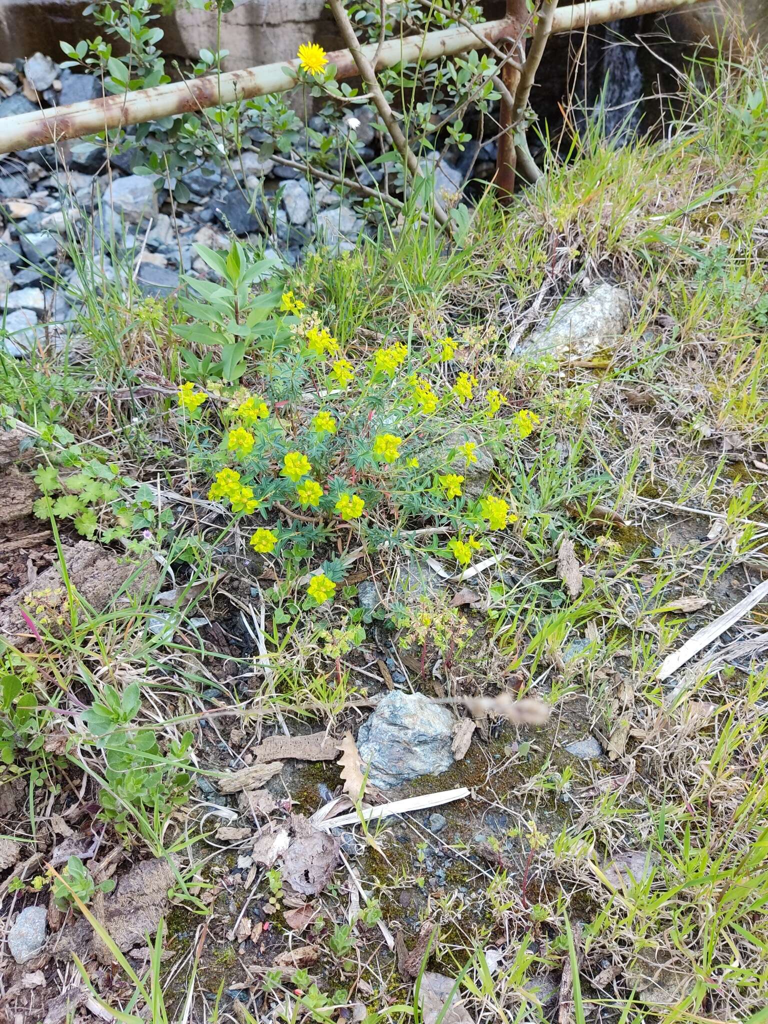 Слика од Euphorbia spinosa L.