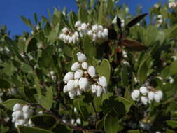Sivun Arctostaphylos manzanita subsp. laevigata (Eastw.) Munz kuva