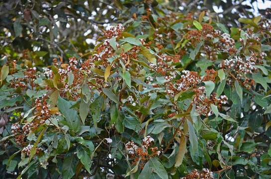 Image of Nectandra oppositifolia Nees & Mart. ex Nees