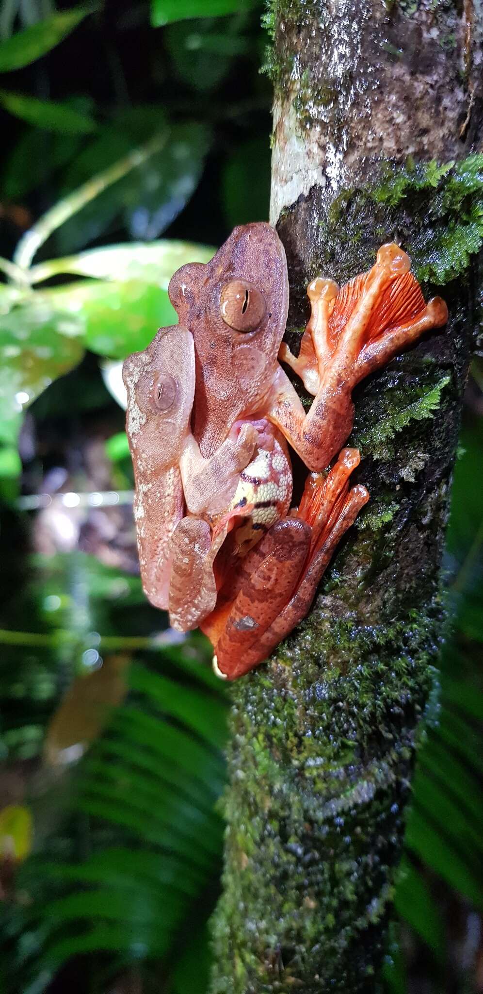 Image of Harlequin Tree Frog