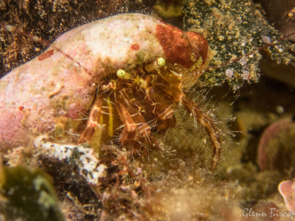 Image of rocky-shore hermit crab