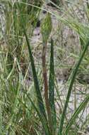 Plancia ëd Aloe micracantha Haw.