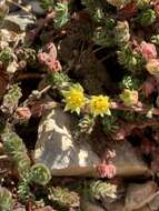 Image of Charleston Peak mousetail