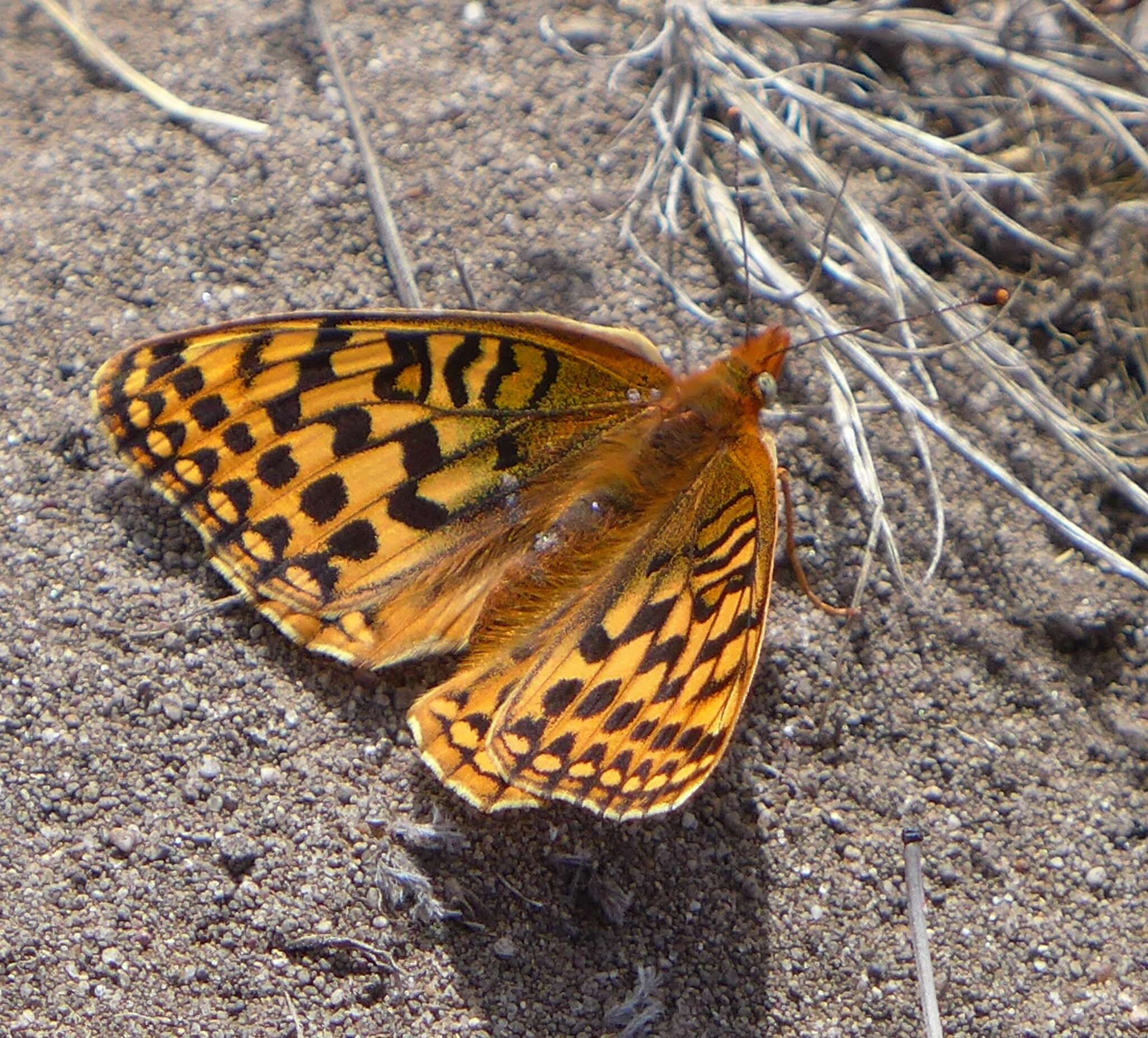 Image of Myrtle's silverspot butterfly