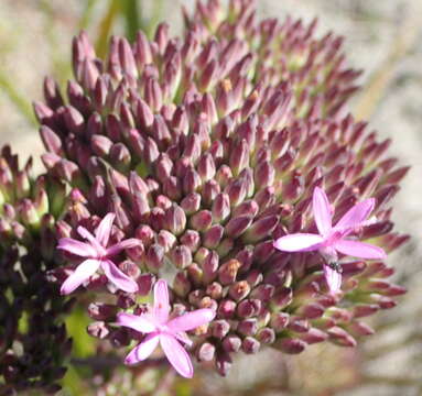 Image of Corymbium glabrum L.