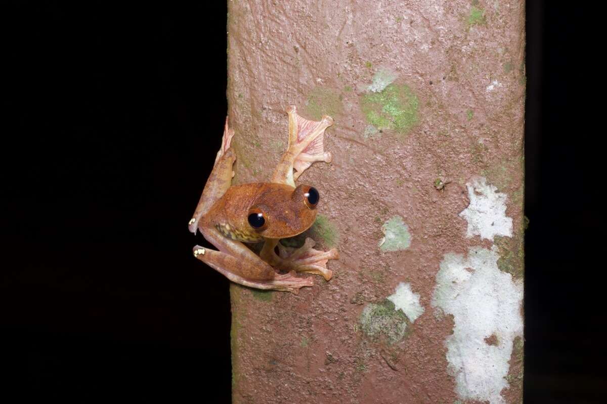 Imagem de Rhacophorus pardalis Günther 1858