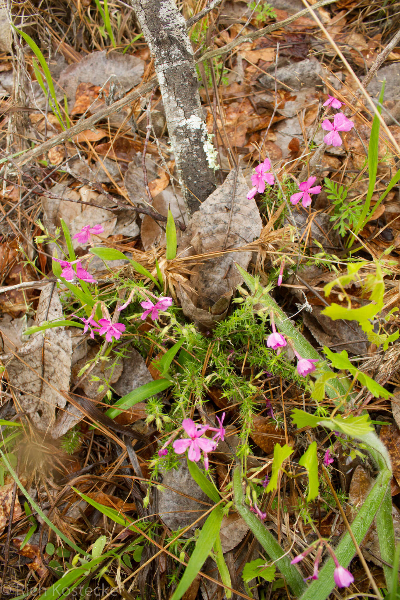 Image of Texas trailing phlox