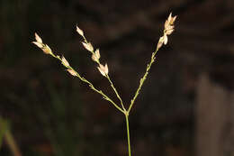 Image of Alloteropsis semialata (R. Br.) Hitchc.