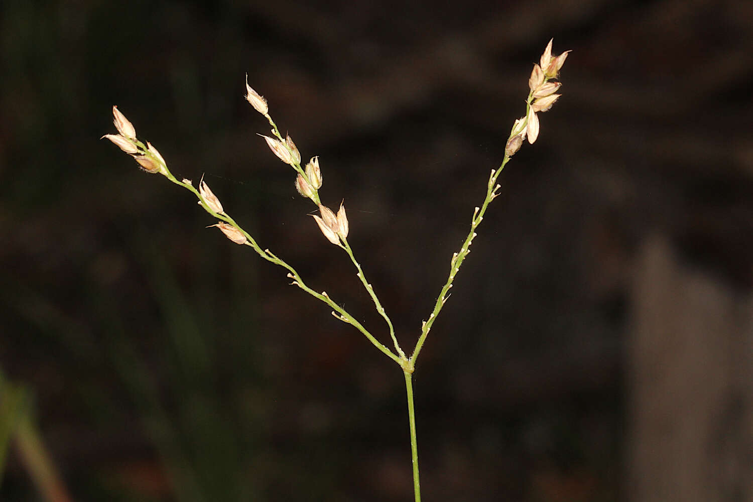 Plancia ëd Alloteropsis semialata (R. Br.) Hitchc.