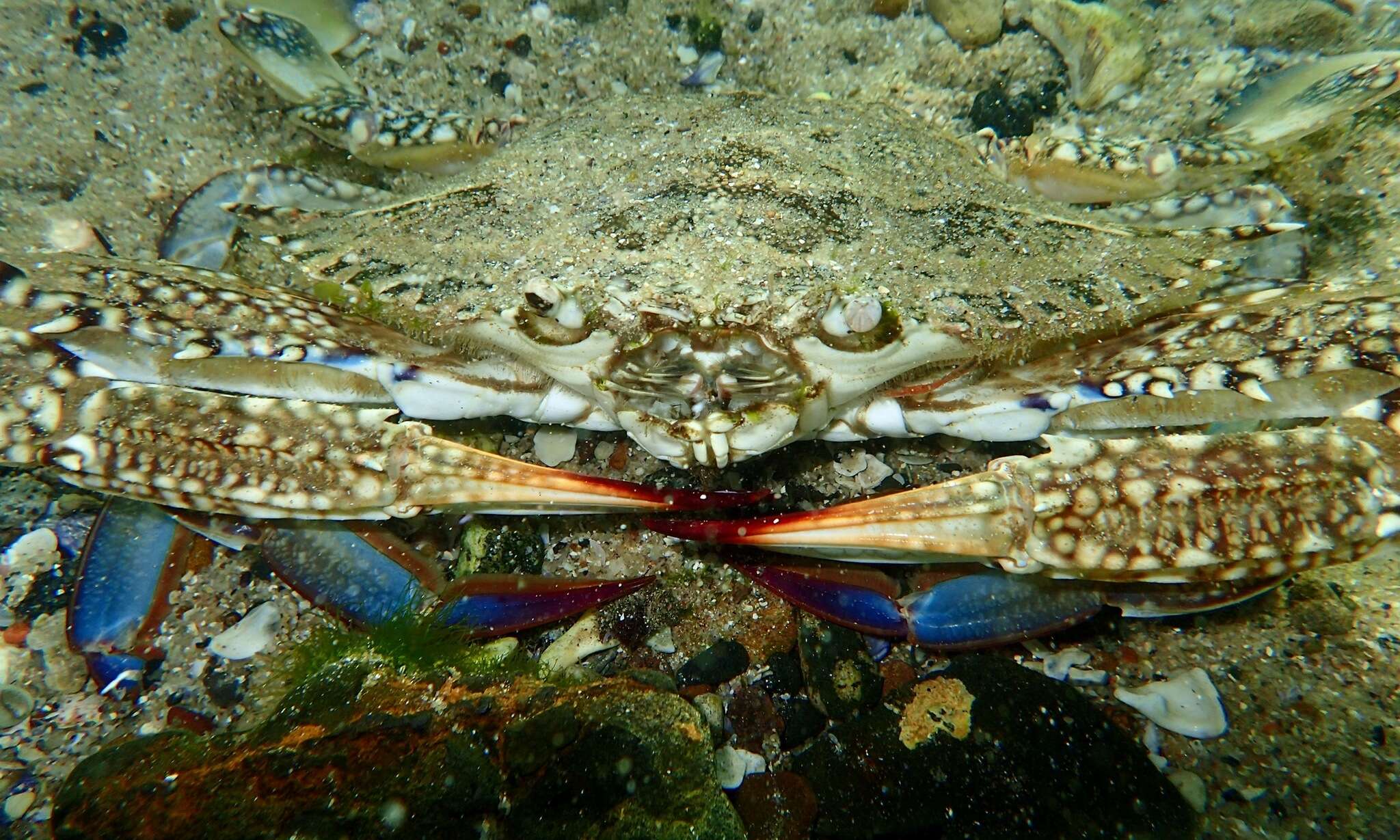 Image of Blue swimmer crab