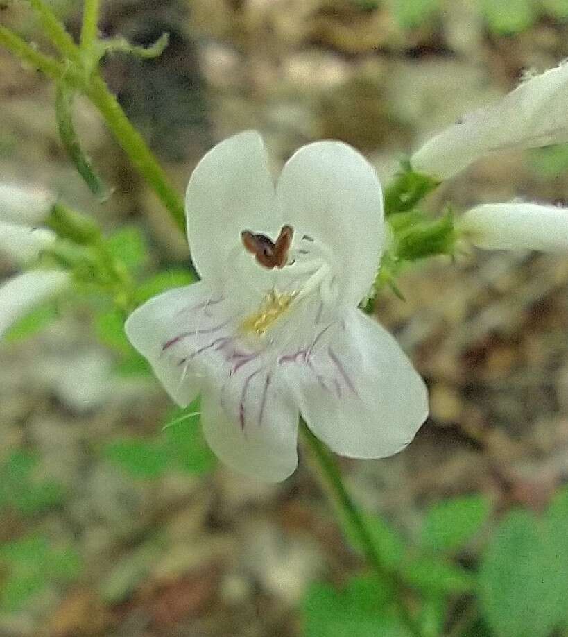 Penstemon alluviorum Pennell resmi