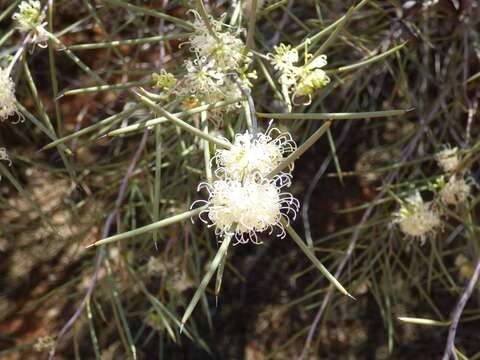 Image of Hakea leucoptera R. Br.