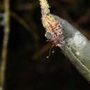 Image of Myoxanthus melittanthus (Schltr.) Luer