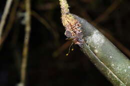 Image of Myoxanthus melittanthus (Schltr.) Luer