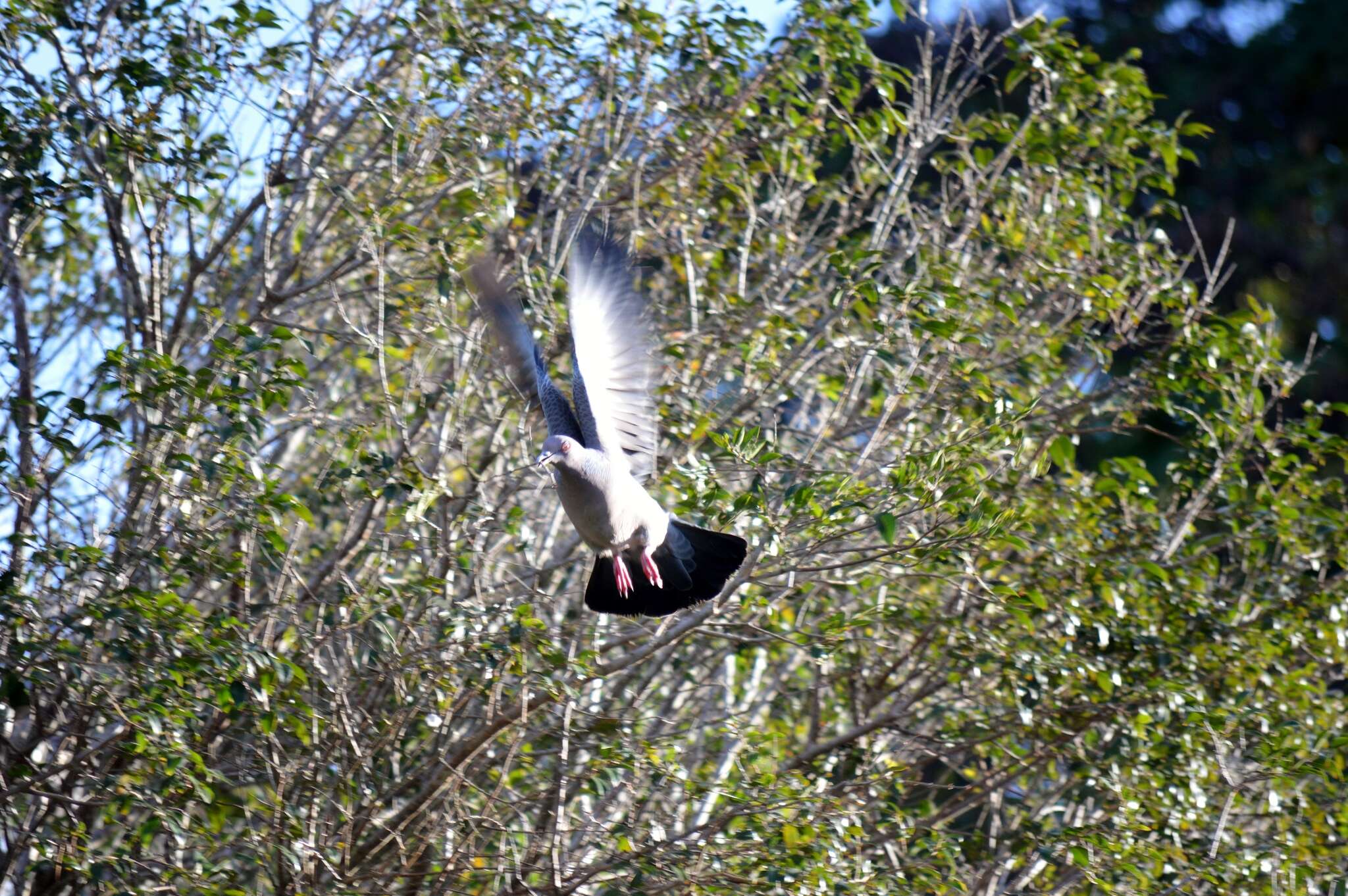 Image of Picazuro Pigeon