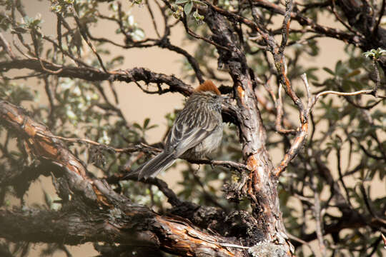 Image of White-browed Tit-Spinetail