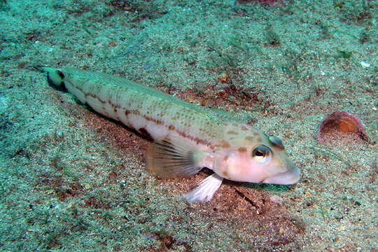 Image of Ramsay&#39;s grubfish