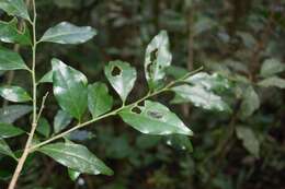 Image of Schoepfia vacciniiflora Planch. ex Hemsl.