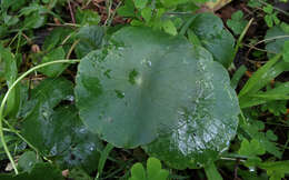 Image of manyflower marshpennywort