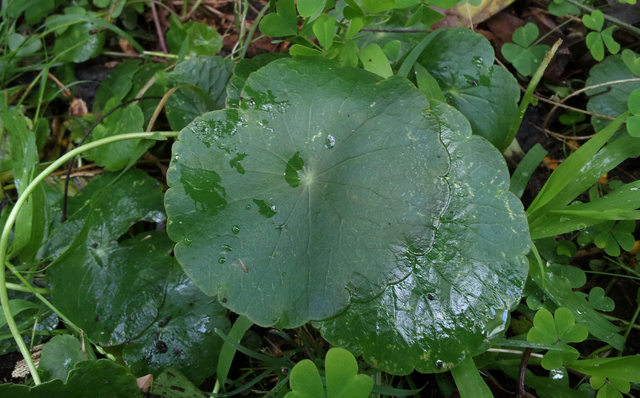 Image of manyflower marshpennywort