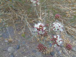 Sivun <i>Malesherbia <i>fasciculata</i></i> var. fasciculata kuva