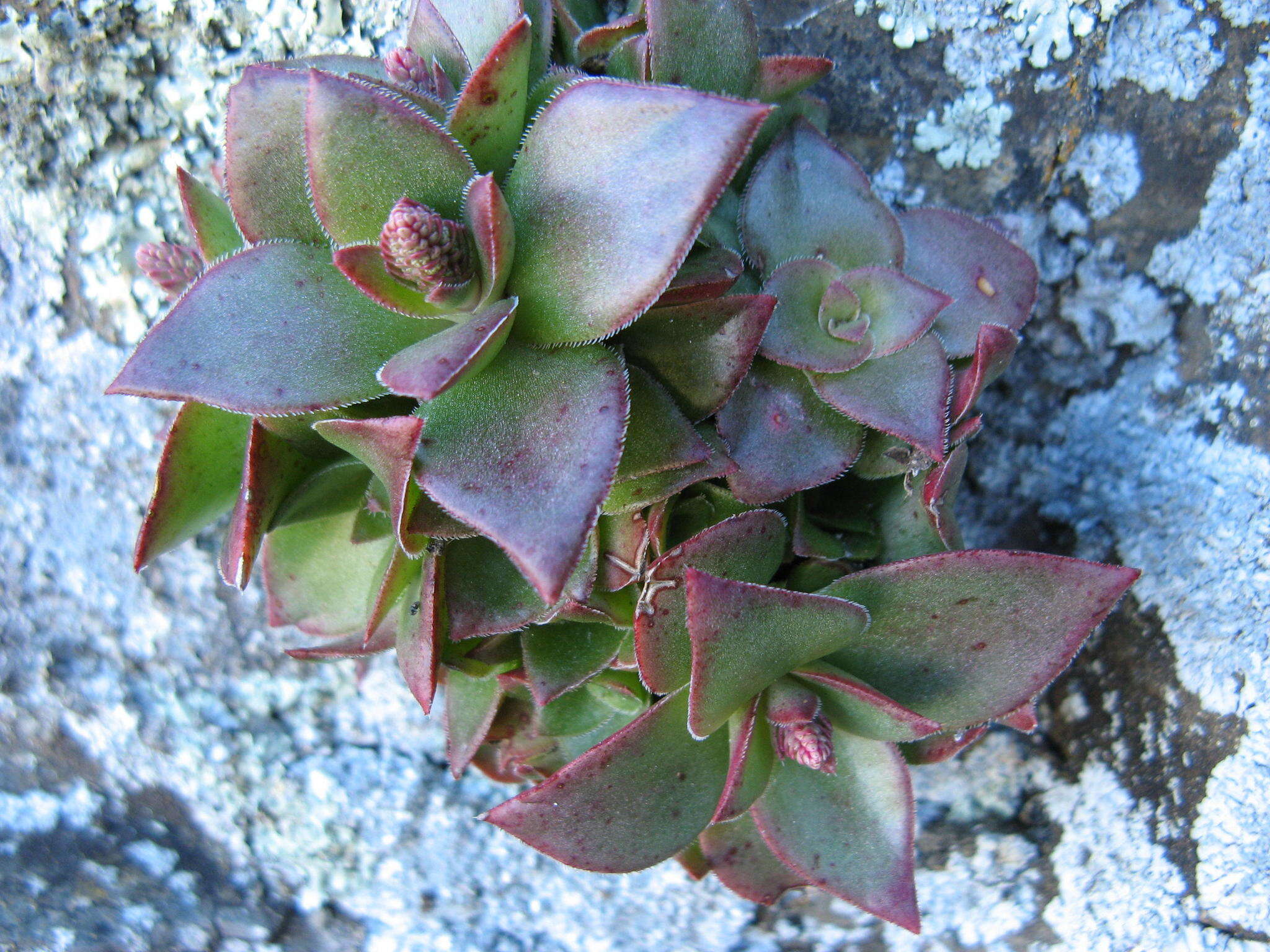 Image of Crassula brachystachya Tölken