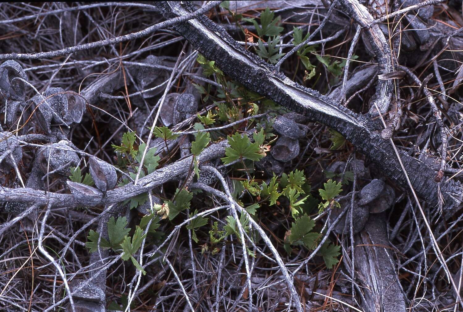 Image of Pelargonium incarnatum (L.) Moench